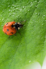 flower petal with ladybug
