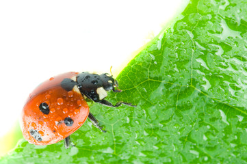 flower petal with ladybug