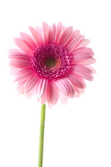 Pink gerber flower