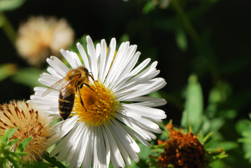 Bee sitting on a white aster flower.