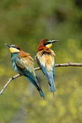 pareja de abejarucos