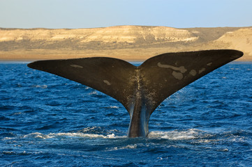 Right whale in Patagonia, Argentina. © elnavegante