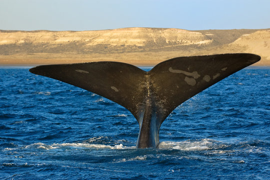 Right whale in Patagonia, Argentina.
