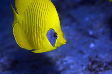 Masked Butterfly Fish