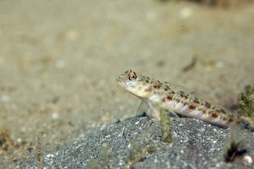 ornate shrimpgoby