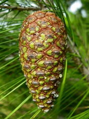 A pine apple of a larch
