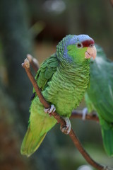 Green Parrot