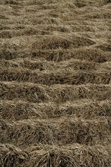 Dried brown plants in a fallow time
