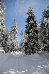 Obraz premium winter landscape