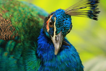 A close up of a Peacock (Pavo cristatus). - 11101585