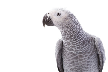 African Grey Parrot