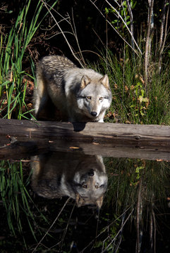 Gray Wolf