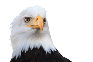 Obraz premium Bald eagle (Haliaeetus leucocephalus)