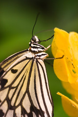 Asian butterfly Idea leuconoe