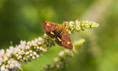 Minth mot on apple minth looking