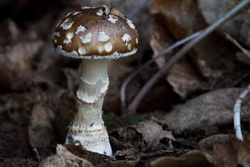 mushroom