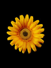 yellow artificial flower on black