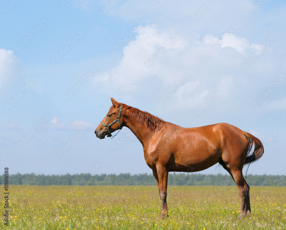 Canvas Prints the sorrel horse