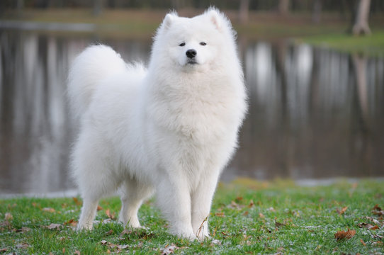 Samoyed Dog - Juvenile Champion Of Russia