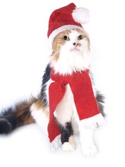 Tricolored Christmas cat