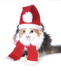 Tricolored Christmas cat