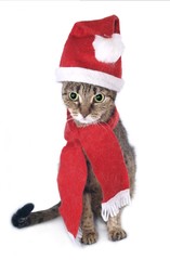 Christmas cat