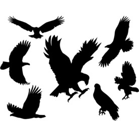 Bird set vector
