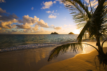 tropical sunrise at a Hawaii beach with palm silhouette