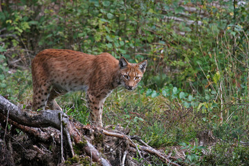 Luchs