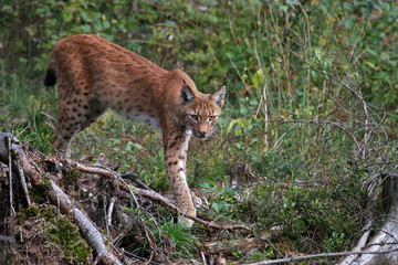 Luchs