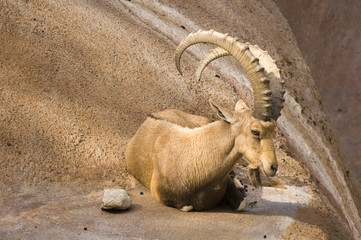 Scimitar horned Ibex