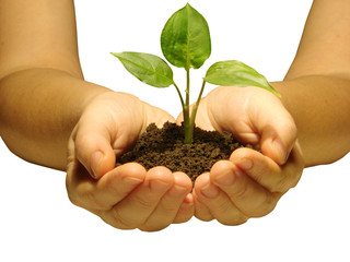 plant in hands