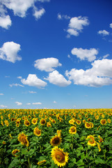 sunflower field