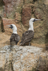 A pair of Peruvian Boobys are on the rock in Ballestas Islands.