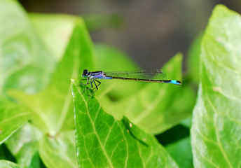Damselfly