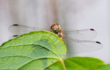 Dragonfly