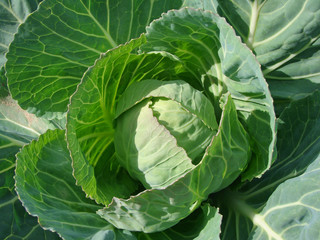 Obraz premium growing cabbage