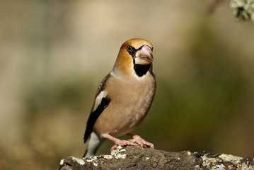 Grosbec casse noyaux