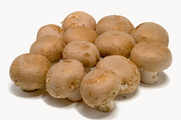 Braune Zuchtchampignon