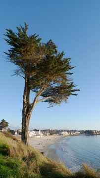 arbre sur le littoral