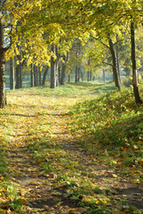 Autumn landscape