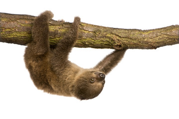 baby Two-toed sloth (4 months) - Choloepus didactylus
