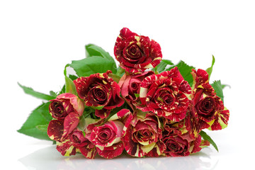 roses of passion, love and jealousy