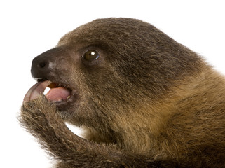 baby Two-toed sloth (4 months) - Choloepus didactylus © Eric Isselée