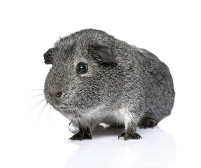 Fototapeta premium guinea pig (3 years)