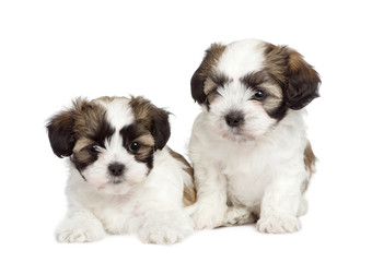puppy mixed-Breed Dog between Shih Tzu and maltese dog (7 weeks)
