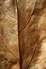 Naklejka na ściany i meble Close up of a leaf, gloden brown in autumn