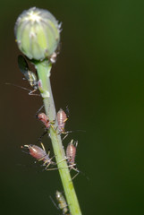 blattlaus, blattläuse, aphidoidea