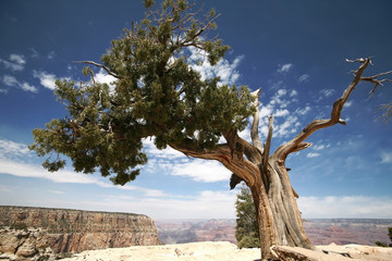 tree in Grand Canyon, Arizona, USA