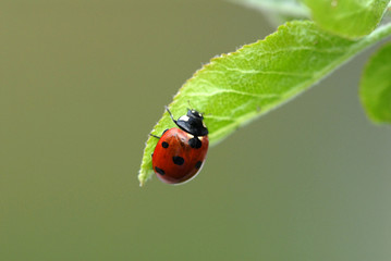 marienkäfer, käfer, coccinellidae